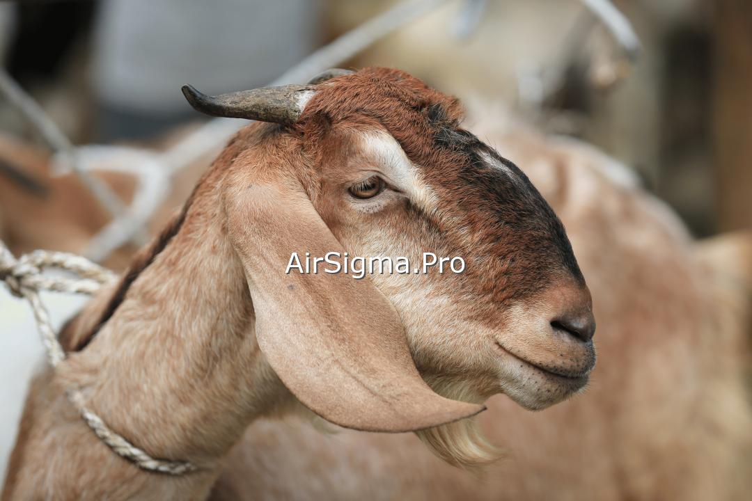 Sigma Airlines transported a batch of animals to Libya